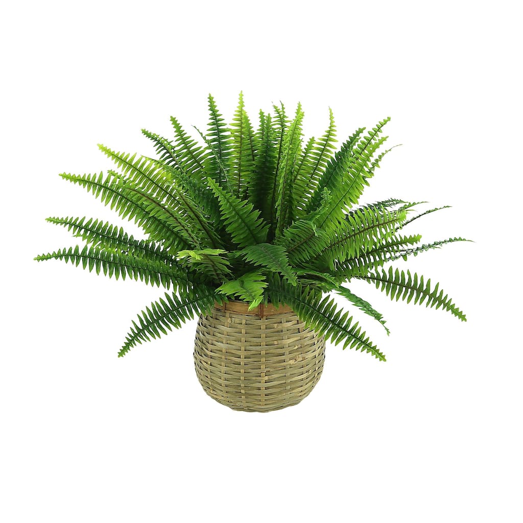 Fern in Wooden Basket - Green