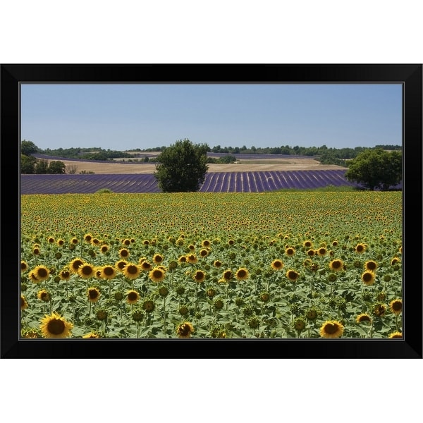 "Field of sunflowers in Valensol." Black Framed Print