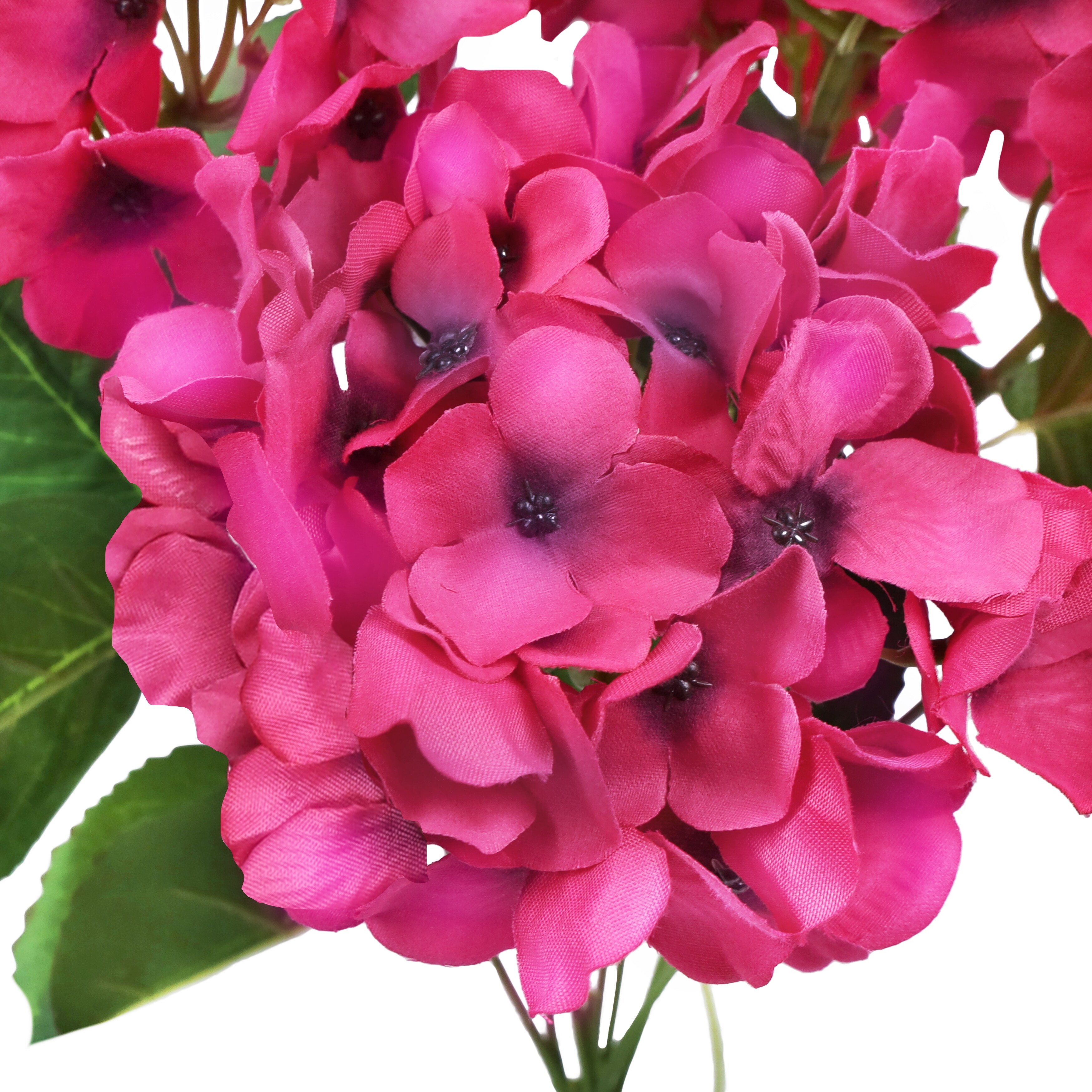 Hydrangea4937　0602 Longfield Gardens Tree Form Shrubs, 2-pack | Costco