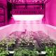1500W LED Grow-Light Full-Spectrum For Indoor Vegetable Bloom-Plant - White - White