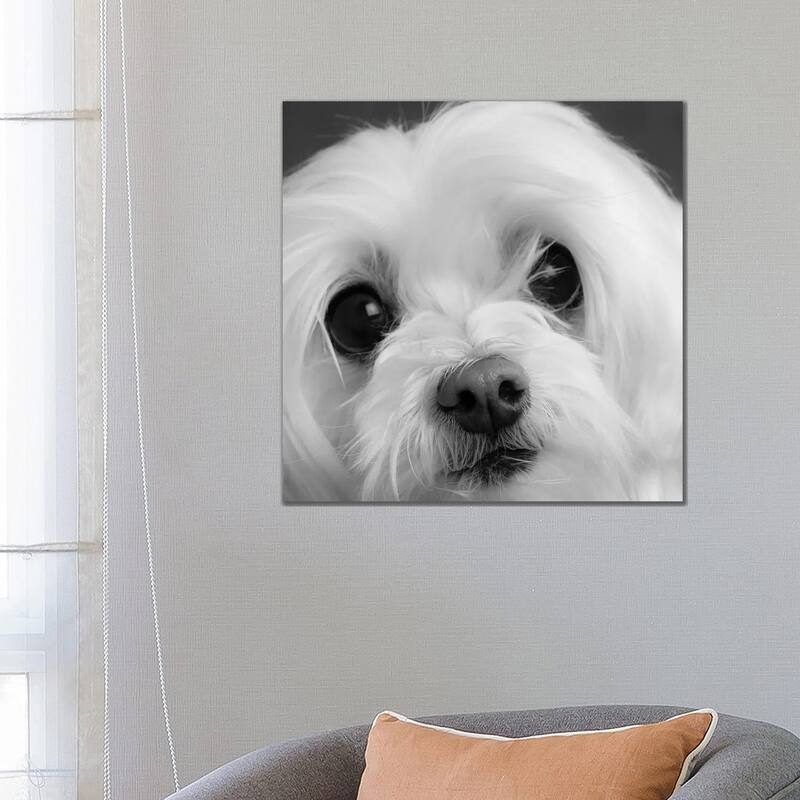 iCanvas "Portrait of a Maltese Dog" by Panoramic Images Canvas Print - 26x26x1.5
