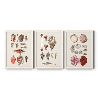 Framed Shell Collection Shell Collection IV-Premium Framed Canvas - Ready to Hang - Multi-Color ...