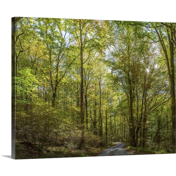 "Trees both sides on a dirt road, Greenbrier, Great Smoky Mountains National Park" Canvas Wall Art