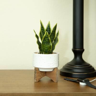 9.7" Artificial Plant Fake Snake Plant in 4.25" Constalition Ceramic Pot on Wood Stand - ONE-SIZE