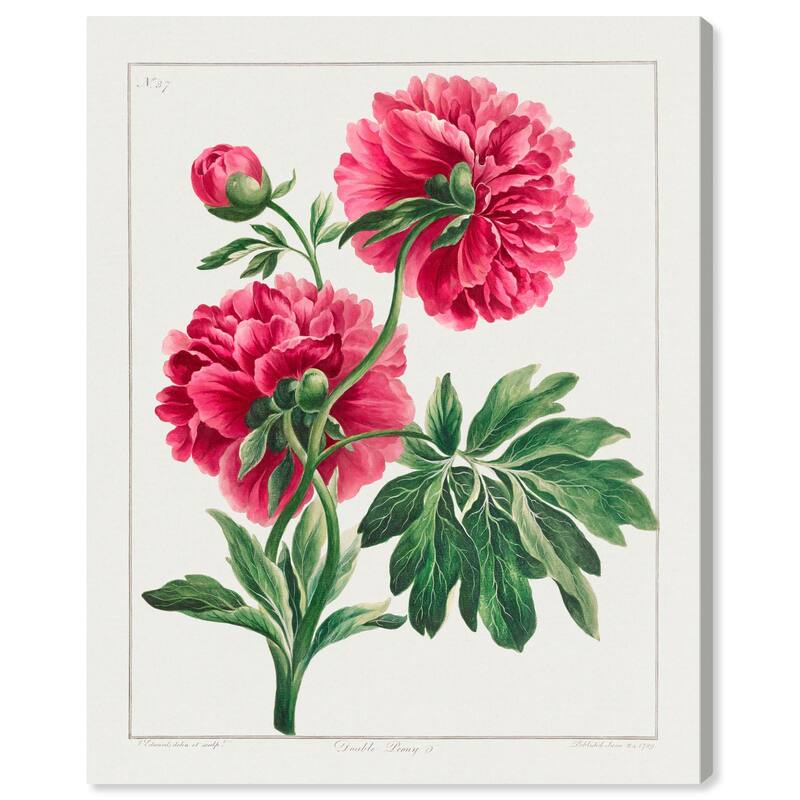 Double Peony (1789) Canvas by Art Remedy, Gallery Wrapped - 30" x 36"