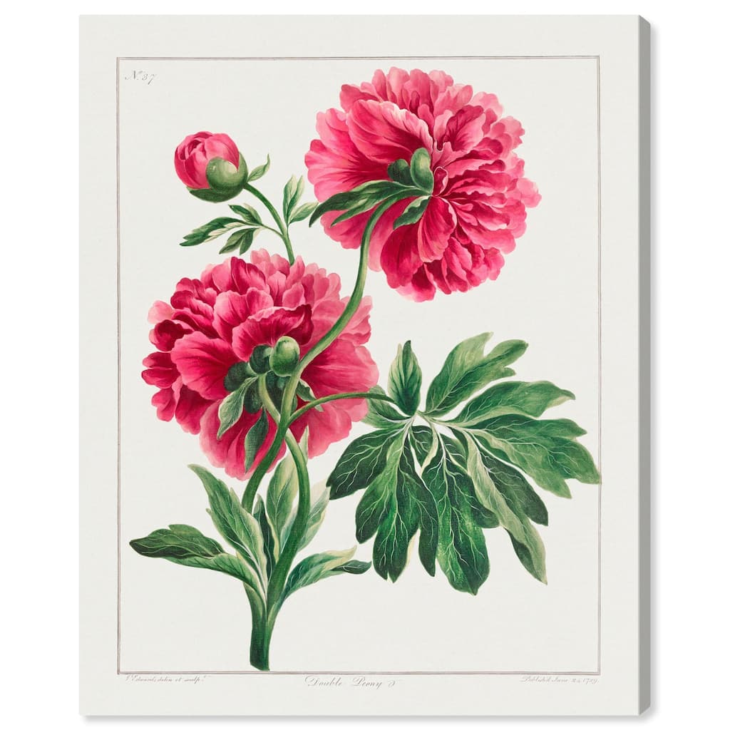 Double Peony (1789) Canvas by Art Remedy, Gallery Wrapped