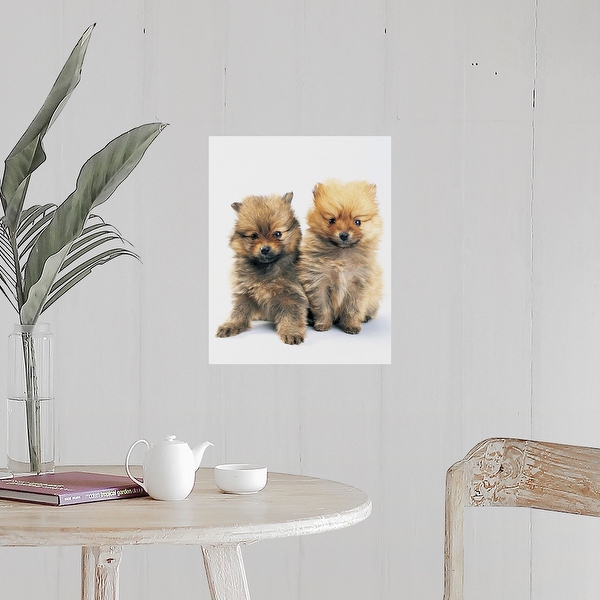 Multi pomeranian discount