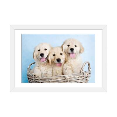 iCanvas "Buffy, Biskit, And Beau" by Rachael Hale