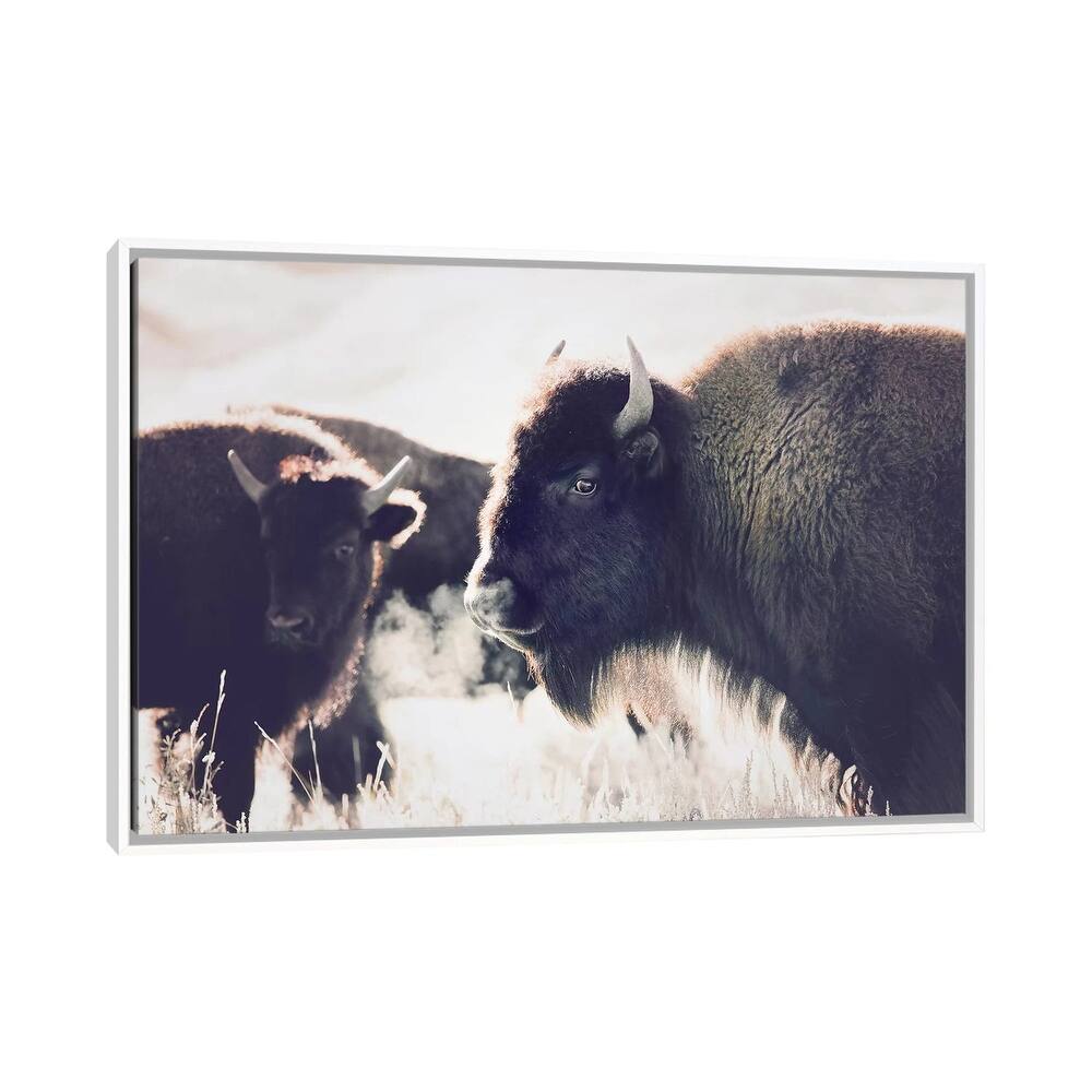 iCanvas "Buffalo" by Sisi & Seb Framed Canvas Print