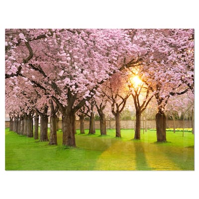 Fascinating Springtime Cherry Scenery - Landscape Glossy Metal Wall Art