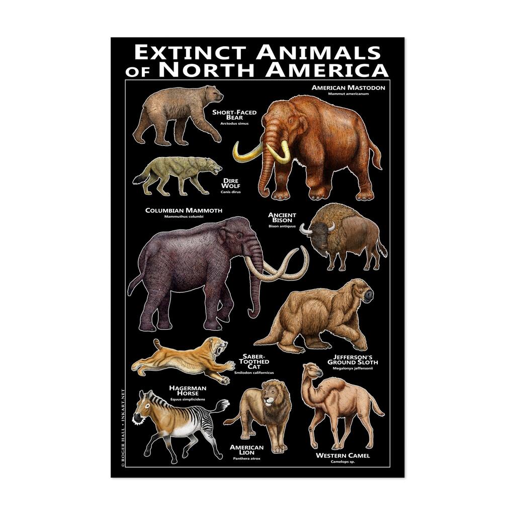 Animals Bear Bison Camel Lion Unframed Wall Art Print/Poster