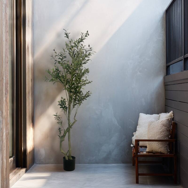Olive Tree used in garden and outdoor, backyard