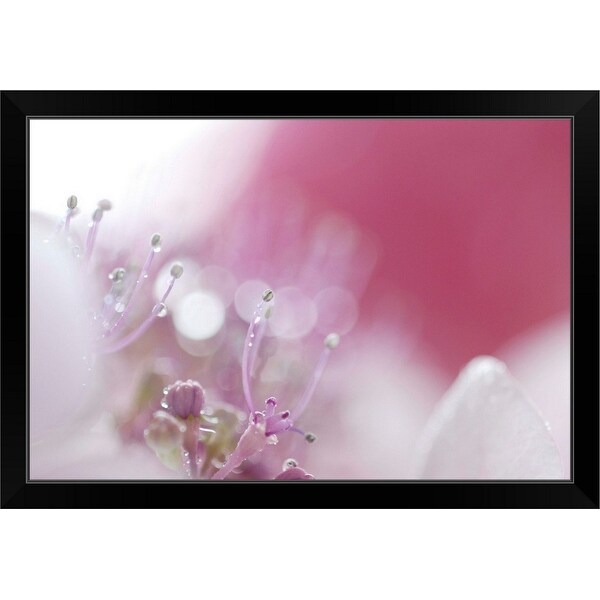 "Hydrangea" Black Framed Print