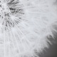 preview thumbnail 3 of 5, Uttermost Dandelion Seedhead Framed Print
