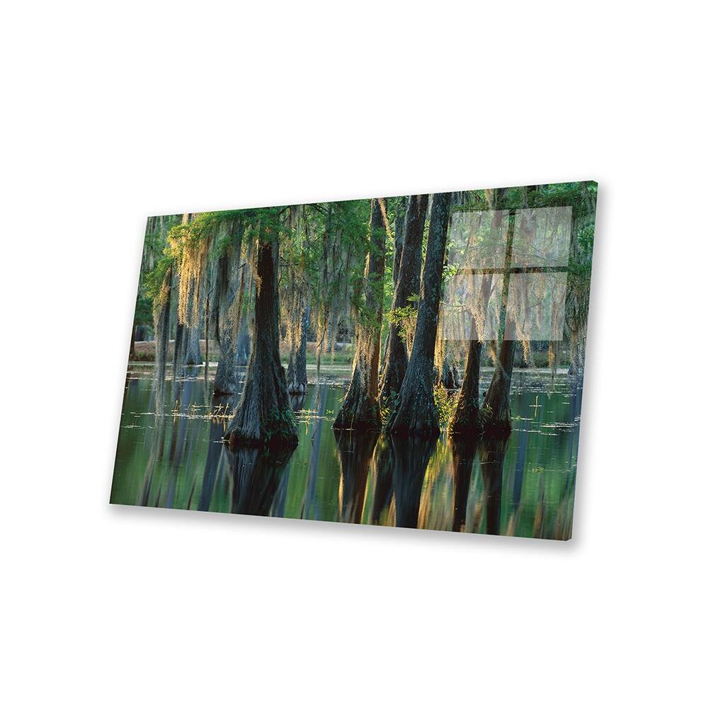 Bald Cypress Swamp, Sam Houston Jones State Park, Louisiana Print On ...