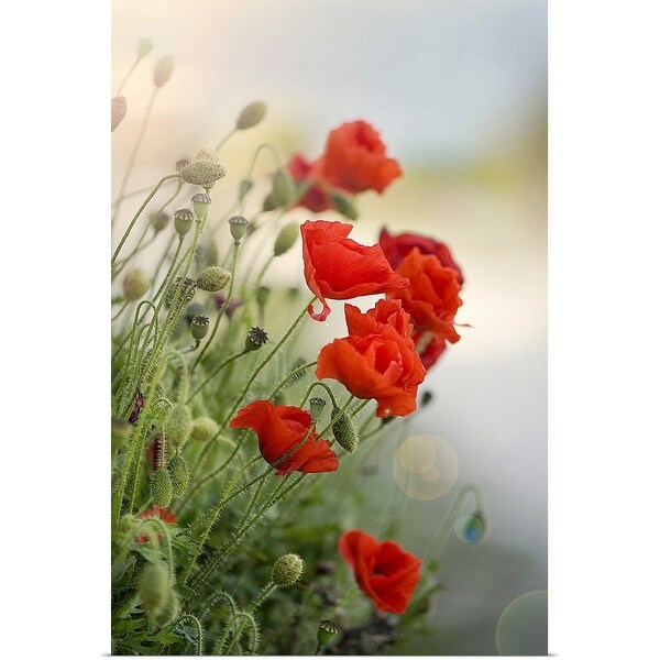 "Flanders poppy with sun flare." Poster Print