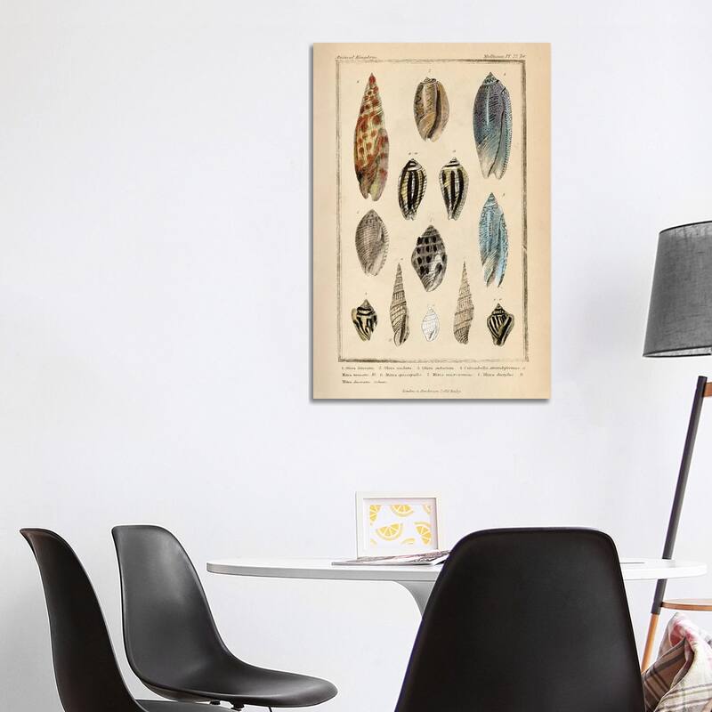 iCanvas "Mollusks I" by Piddix Canvas Print - 40x26x1.5