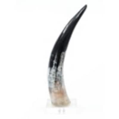 Curved Tip Horn Tabletop Decoration - 16"