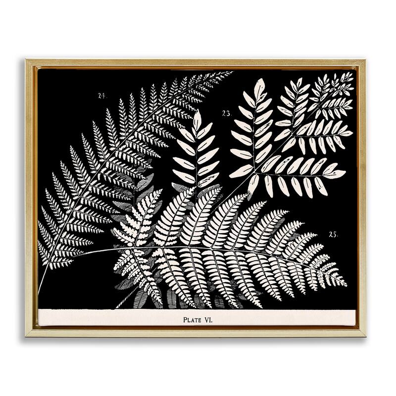 Stupell Fern Varieties on Black Framed Floater Canvas Wall Art Design By Phillipa Katz - 31 x 25 - Gold