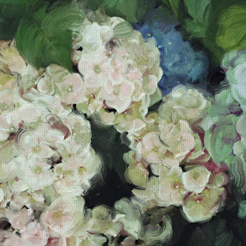 Hydrangea Garden by Studio Arts Canvas Art Print