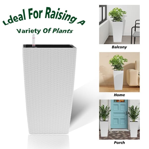 fertilizer for money tree Professional Liquid Money Tree Fertilizer  Leaves and Soul