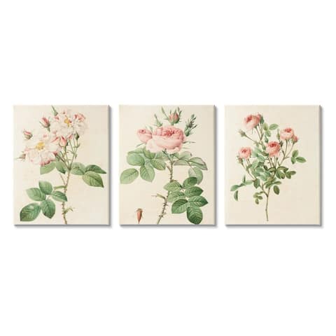 Stupell Industries Vintage Pink Rose Illustrations with Floral Stem Detail Canvas Wall Art - Multi-Color