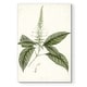 preview thumbnail 1 of 8, Sage Botanical II -Premium Gallery Wrapped Canvas