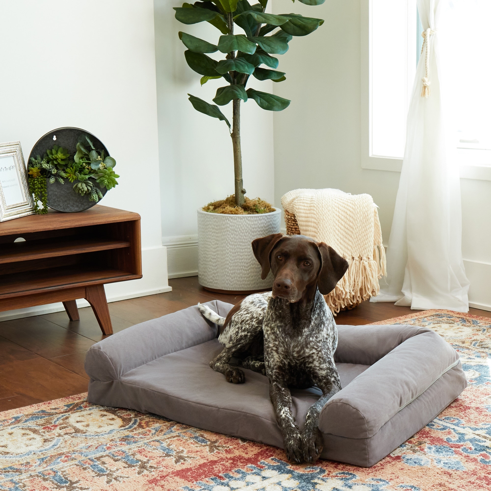 Luna Sofa Style Dog Bed