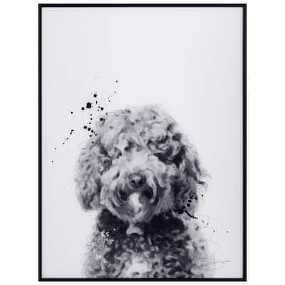 "Labradoodle" Black and White Pet Art on Printed Glass Encased with a Black Anodized Frame