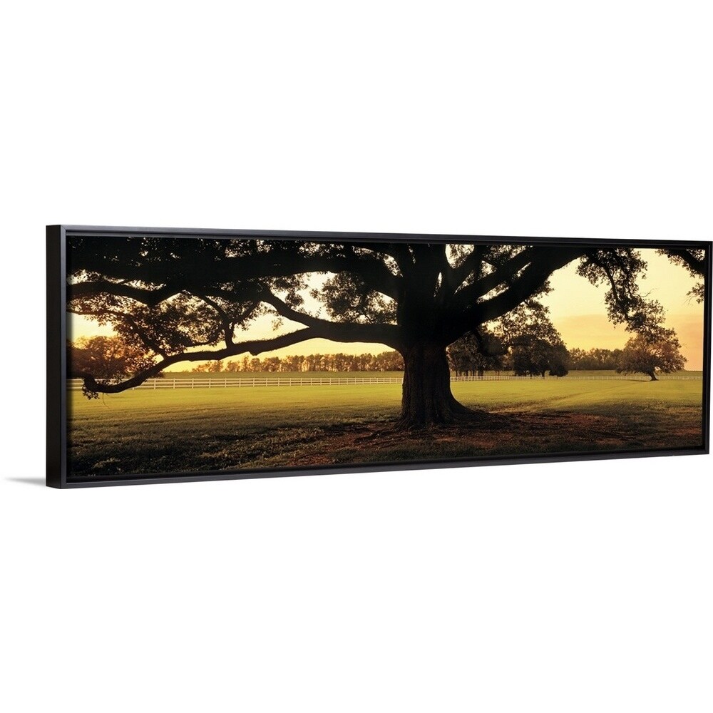 Shop Oak Tree At Sunset Louisiana Black Float Frame Canvas Art Free Shipping Today Overstock 25526770