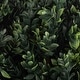 preview thumbnail 7 of 7, Fake Triple Ball Hedyotis Silk Plant Tree