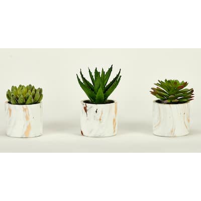 5" Succulent in 4" Faux Marble Cement Pot, Set of 3 - Green - 5