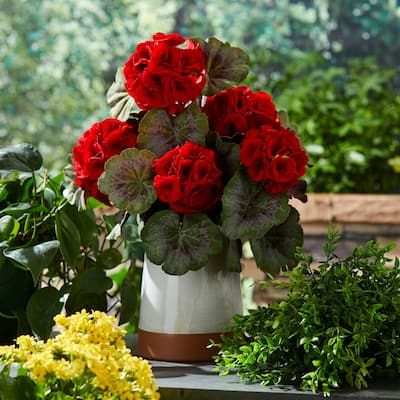Geranium Floral Artificial Bush Sprays - 17.5" - Red and Green - Set of 2