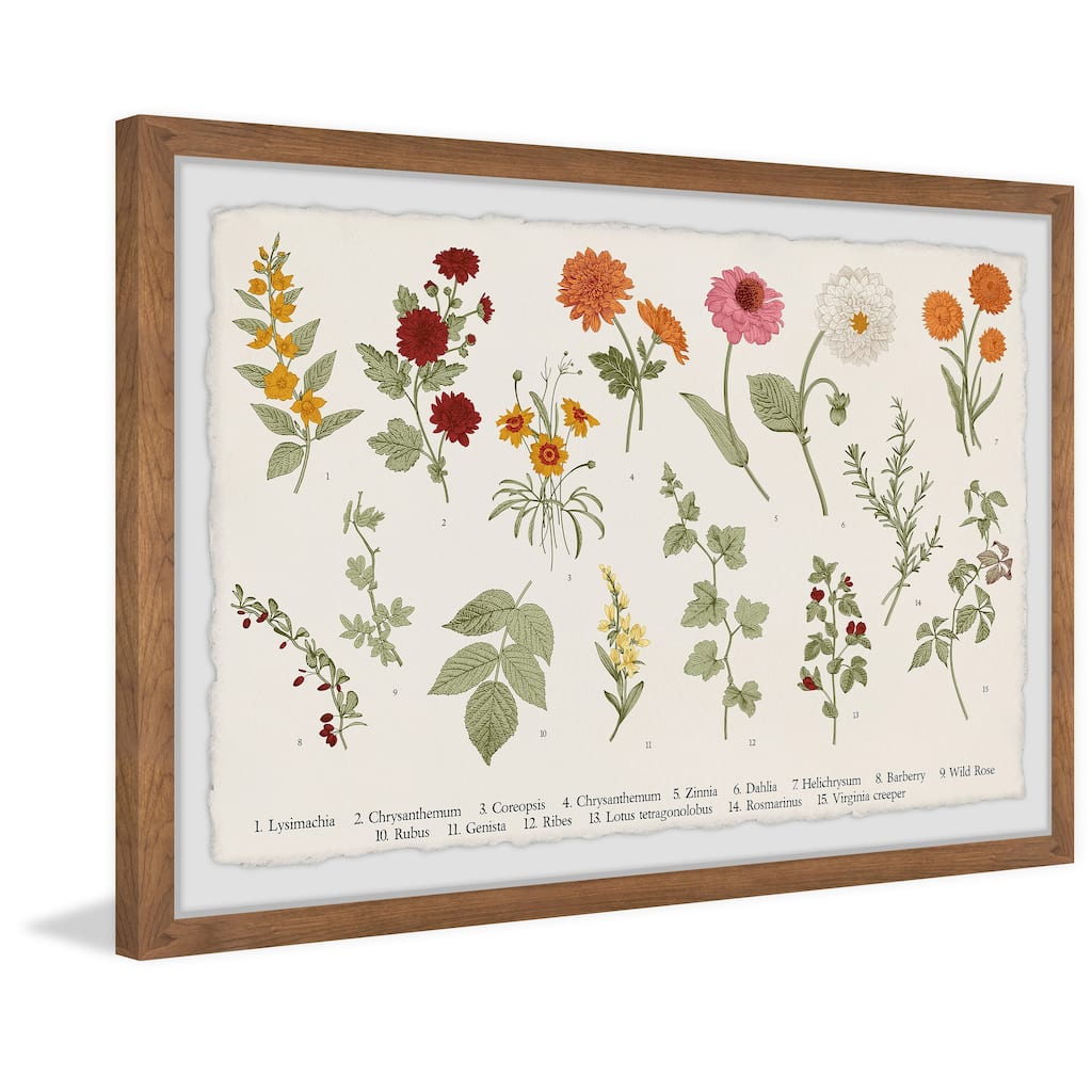 Wild Rose Framed Print