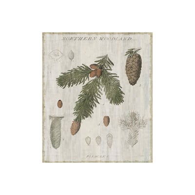 Woodland Chart V (28 x 35) Canvas Art Print