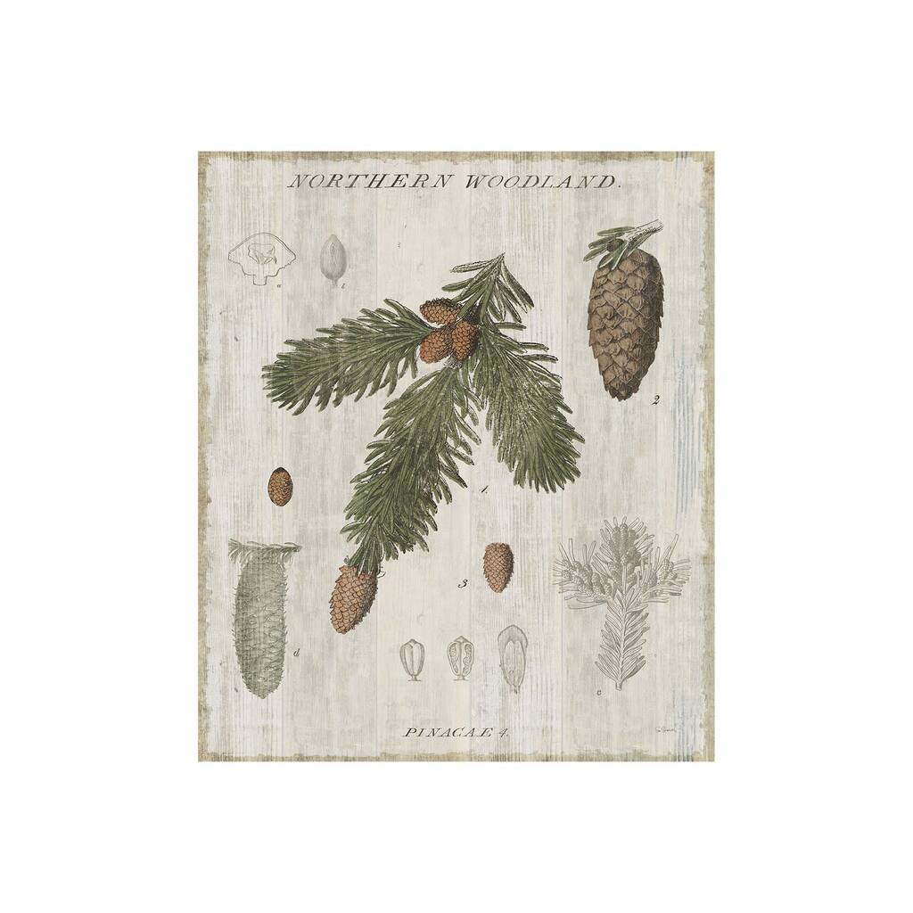Woodland Chart V (28 x 35) Canvas Art Print