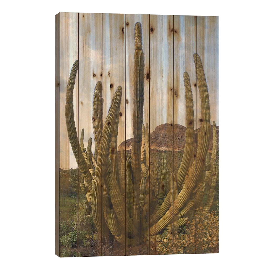 Organ Pipe Cactus, Organ Pipe Cactus National Monument, Sonoran Desert, Arizona I Print On Wood by Tim Fitzharris - Multi-Color