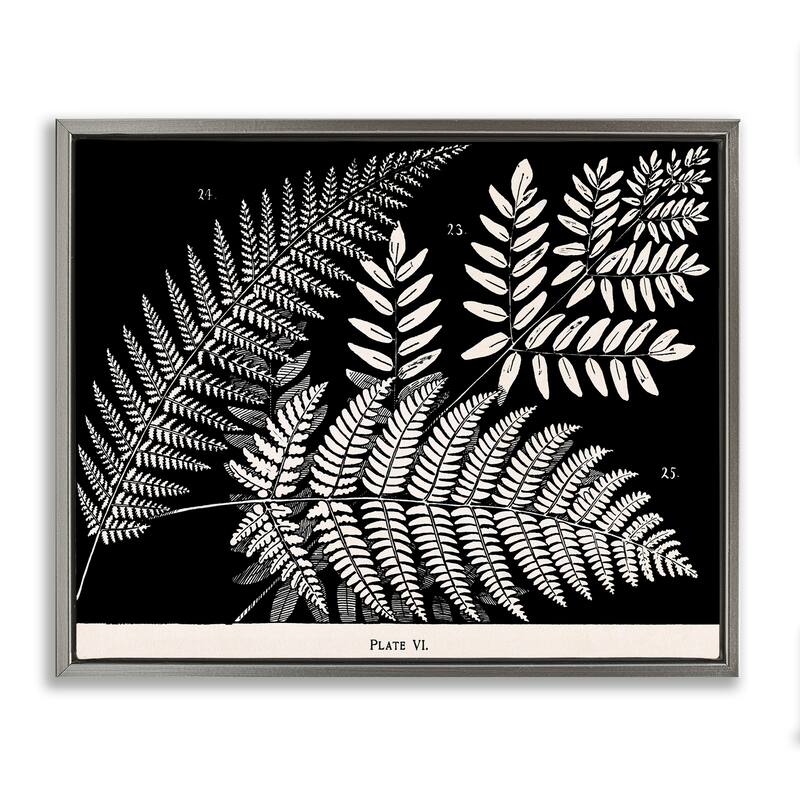 Stupell Fern Varieties on Black Framed Floater Canvas Wall Art Design By Phillipa Katz - 21 x 17 - Grey