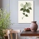preview thumbnail 9 of 8, Sage Botanical I -Premium Gallery Wrapped Canvas