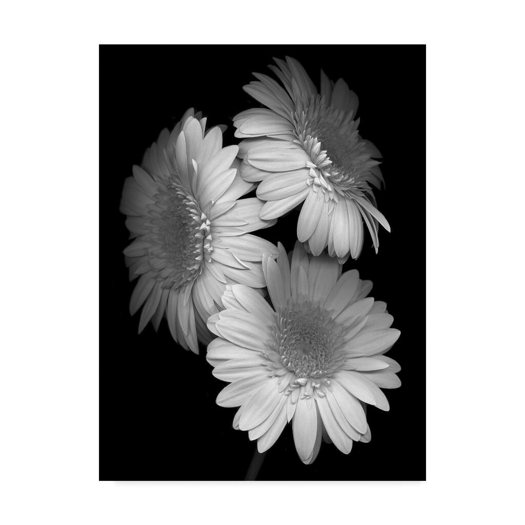 Susan S. Barmon 'Gerbera Daisy Black And White' Canvas Art