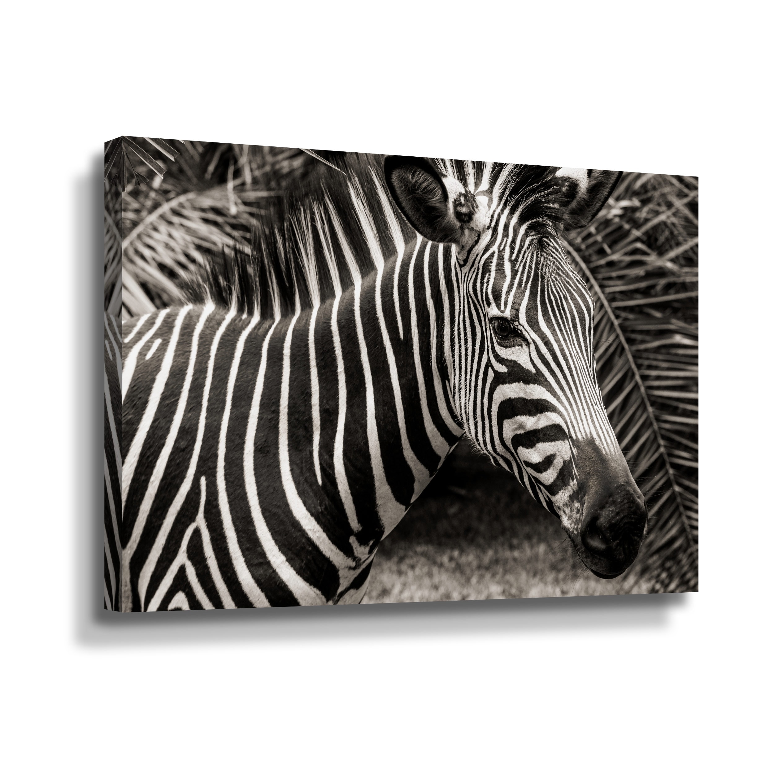 Zambia Zebra by Susannah Dowell Gallery Wrapped Canvas