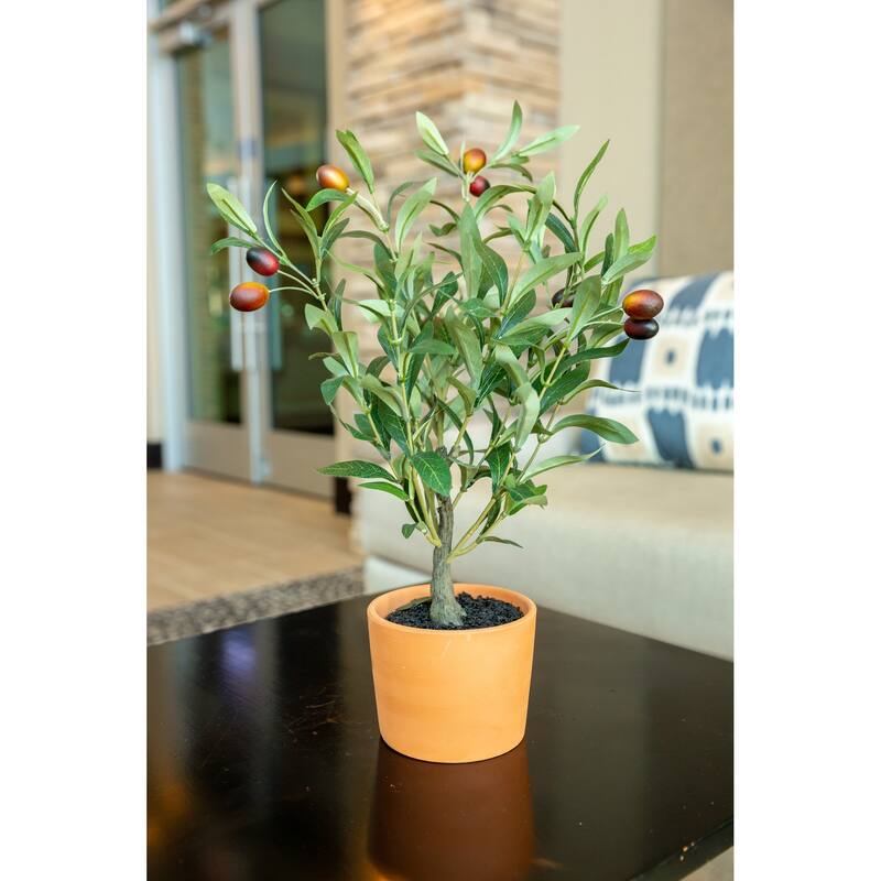 18" Olive Tree in 4.5" Clay Pot,Orange Terracotta - ONE-SIZE