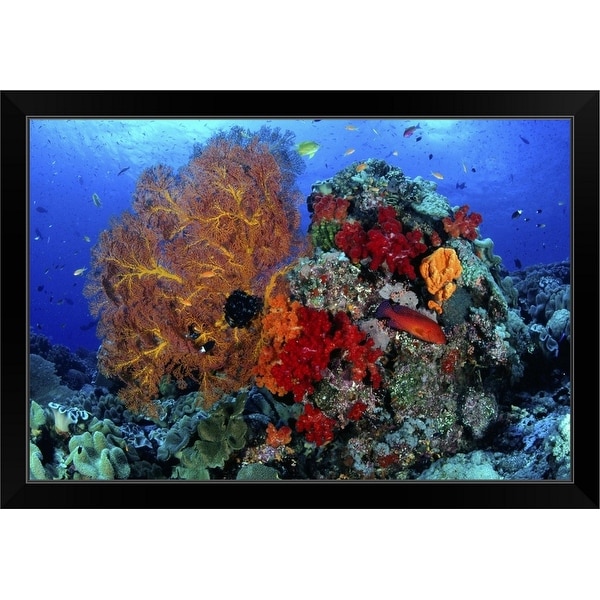 "Marine life at the remote Eastern Fields, offshore in the coral sea" Black Framed Print