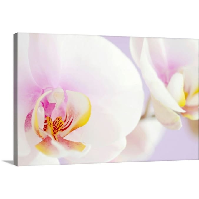 Shop White Phalaenopsis Orchids Pastel Lilac Background Close Up Canvas Wall Art Overstock 16468071