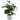Juvale Artificial Plant with Grey Cement Planter Pot (3.1 x 3.1 x 11.8 Inches)