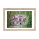 preview thumbnail 4 of 13, iCanvas "Baby Bunnies" by Karen Burke Natural - 16x24x1