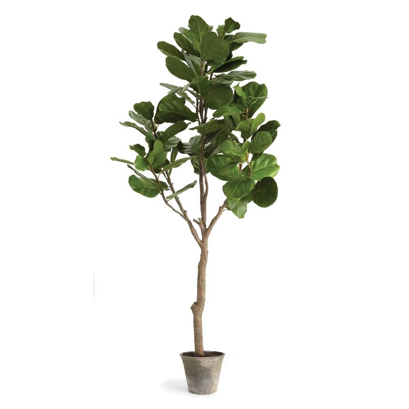 National Tree Company 79 in. Potted Fiddle Leaf Fig Tree - 6.5 ft