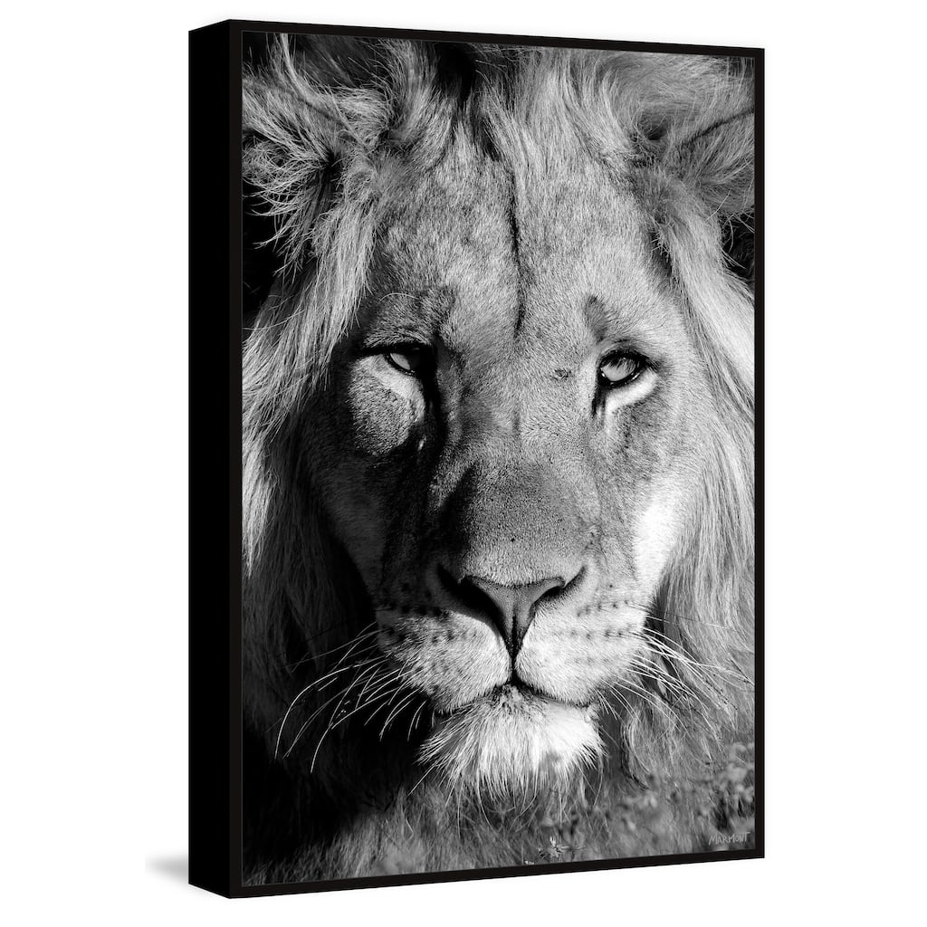 Lion Portrait Floater Framed Print on Canvas