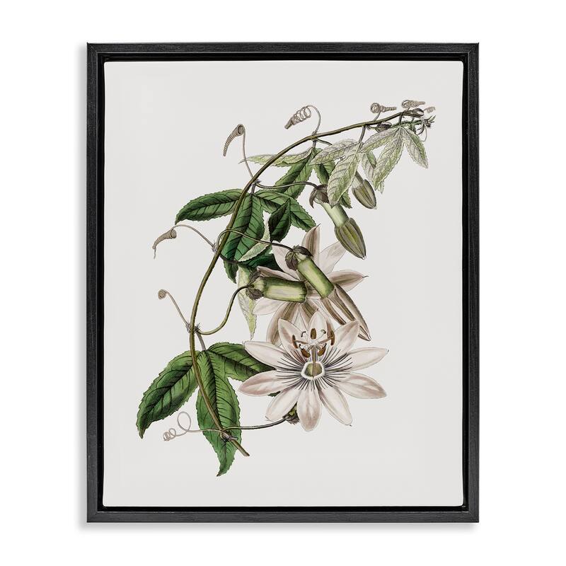 Stupell Vintage Lily Plant Framed Floater Canvas Wall Art Design By CAD Designs - 17 x 21 - Black
