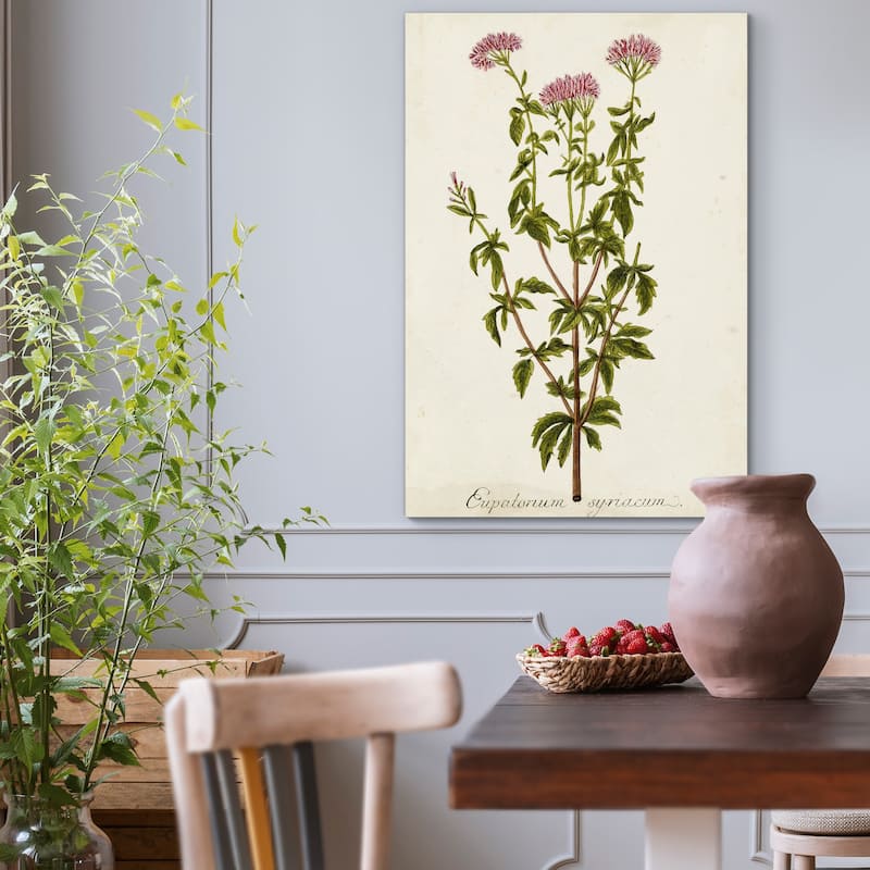 Antique Herb Botanical I -Premium Gallery Wrapped Canvas